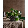 Antik Bowl Saksıda XL Pilea